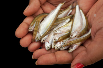 Close-up of female hands with small fish on black background. Fishing, hobbies, horse mackerel, red...