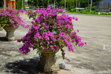 Pink Bougainvillea in a pot