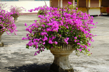 Pink Bougainvillea in a pot