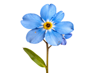 Pressed Forget-Me-Not Flower Specimen with Stem and Leaves, isolated on a transparent background