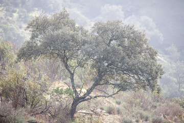  Solitary tree in Parque natural de Monfragüe, Extremadura, Spain. Misty Mediterranean hillside, peaceful and wild nature concept for ecology and sustainability themes.