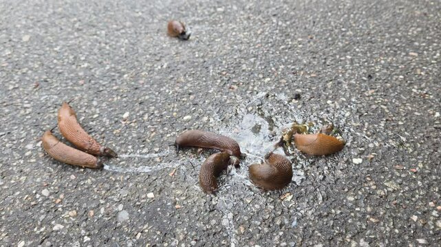 Several Spanish slugs are seen on wet asphalt, with some appearing to consume dead or decaying slugs, highlighting their carnivorous and cannibalistic nature.