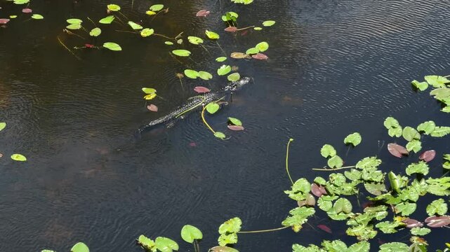 Wildlife shot of an alligator swimming in Shark River Slough near Shark Valley Tower