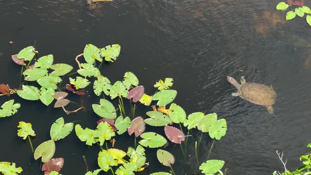 Top view of a Florida softshell turtle glides underwater in Everglades National Park