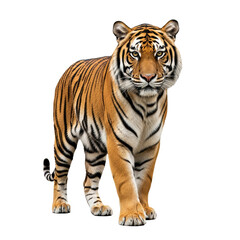 Naklejka premium A Tiger portrait looking at me