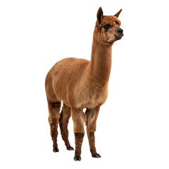 An alpaca against a transparent background