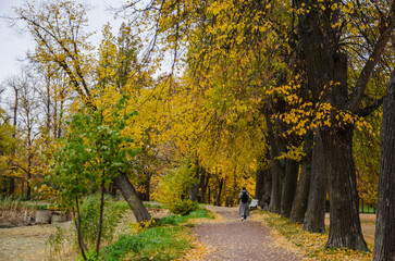 walk in autumn park, yellow leaves on trees and on the ground