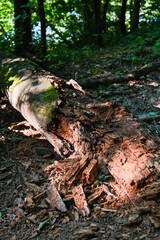 Fallen tree in sun-dappled forest, showing decaying bark and moss amidst scattered wood fragments.
