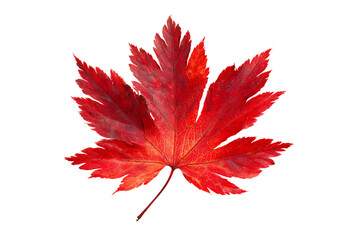 Single red maple leaf on black background