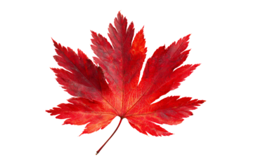 Single red maple leaf on black background