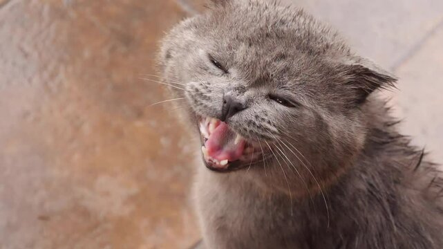 Gray cat meowing close up slow motion
