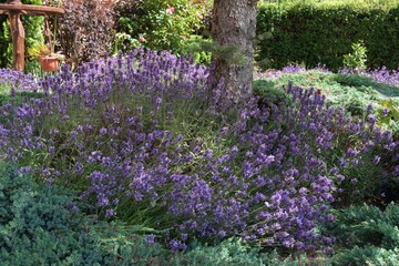 Blooming flowers of Lavandula angustifolia in garden, commonly known as lavender, is a medicinal...