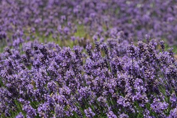Blooming flowers of Lavandula angustifolia in garden, commonly known as lavender, is a medicinal plant