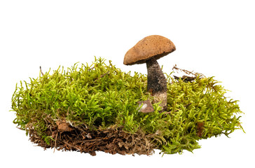 Forest mushroom with green moss on a white background. Mushroom isolate in grass