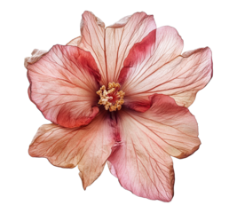 A flower with a pink center and white petals