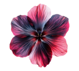 A flower with a pink and blue center and purple petals