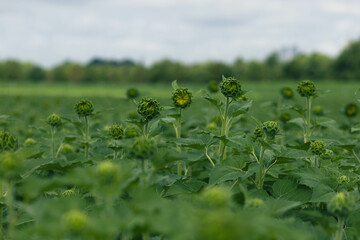 early vegetative emergence of a young sunflower plant from soil 