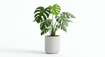 Monstera Majesty Green Leaves in Pot with Minimalist White Background.