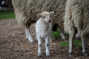 A cute white-furred lamb stands on a path made of bark pieces near its mother, looking toward the camera on a cloudy summer day.