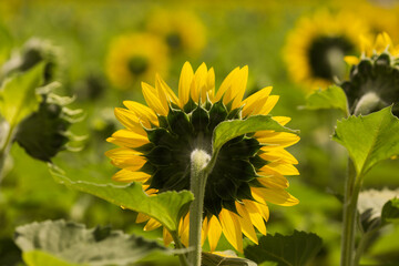 backside view of sunflowers facing the sun in a bright golden field