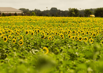Bright full bloom sunflower standing tall in a sunlit field