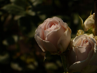 Soft Pink Roses Blooming in a Garden with Dark Background