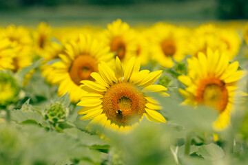 bee collecting pollen from bright sunflower in bloom