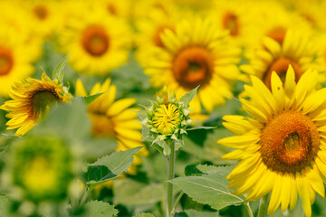 bright sunflower in full bloom during flowering phase