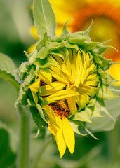 bright sunflower in bloom during flowering phase