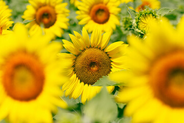 sunflower in field with yellow bokeh foreground