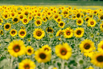sunflower bowing down amidst a field of upright blooming sunflowers under bright sunlight