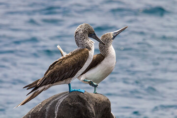 Zwei Blaufu&szlig;t&ouml;lpel beim Paarungstanz