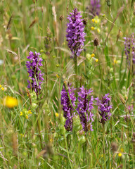 Wild flower field with purple leopard orchids.