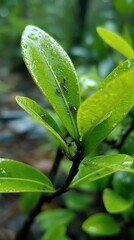 Close-up of wet leaves with insects