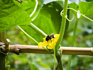 A bee collecting pollen from a yellow cucumber flower surrounded by lush green leaves in soft daylight.