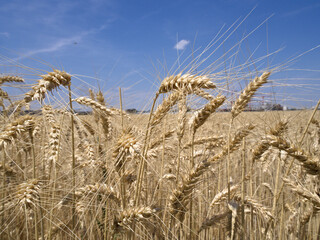 Golden wheat spikes in close view, symbolizing harvest season and agriculture.