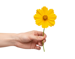 Hand Holding a Fresh Coreopsis Flower with Long Stem, isolated on a transparent background