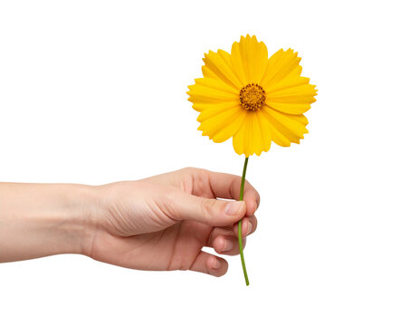 Hand Holding a Fresh Coreopsis Flower with Long Stem, isolated on a transparent background - Powered by Adobe