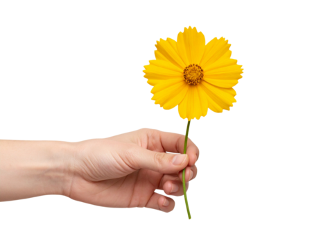 Hand Holding a Fresh Coreopsis Flower with Long Stem, isolated on a transparent background