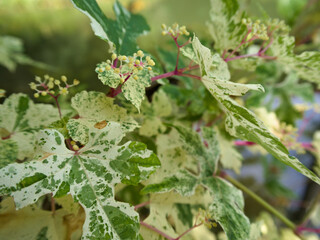 Close-up of bee bee tree foliage and delicate flower buds before full bloom.