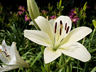Obraz premium Close-up of a white Lilium candidum, also known as Madonna lily, showing its soft, elegant petals.