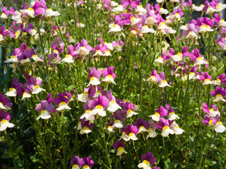 Delicate pink and white Linaria maroccana flowers in bloom, also known as Moroccan toadflax.