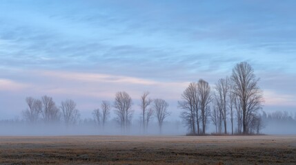 Misty dawn landscape with leafless trees in a field