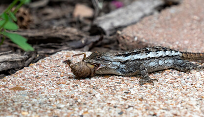 Texas Spiny Lizard