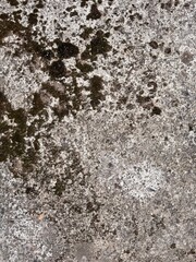Old concrete surface with moss texture background
