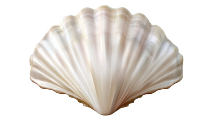 Realistic fan shaped seashell with pearlescent texture and natural details isolated on white background