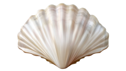 Realistic fan shaped seashell with pearlescent texture and natural details isolated on white background