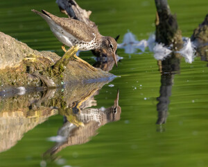 Spotted Sandpiper Drinking from Still Green Water with Perfect Reflection