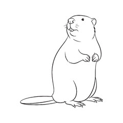 Unique Beaver Singular Aspect Recognition - Beaver vector - Beaver Line art - Beaver Drawing - Vector Lineart of Beaver - Beaver icon - its individual distinguishing traits


