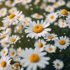 Fototapeta premium daisies in the garden